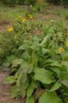 Inula Helenium Extract  